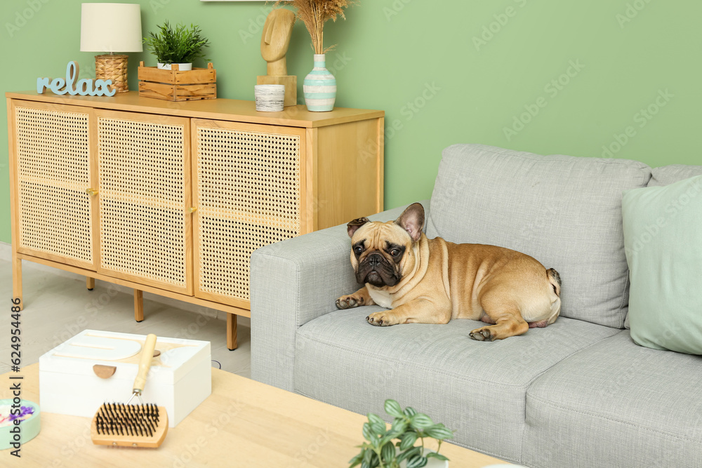 Cute French bulldog lying on sofa in living room