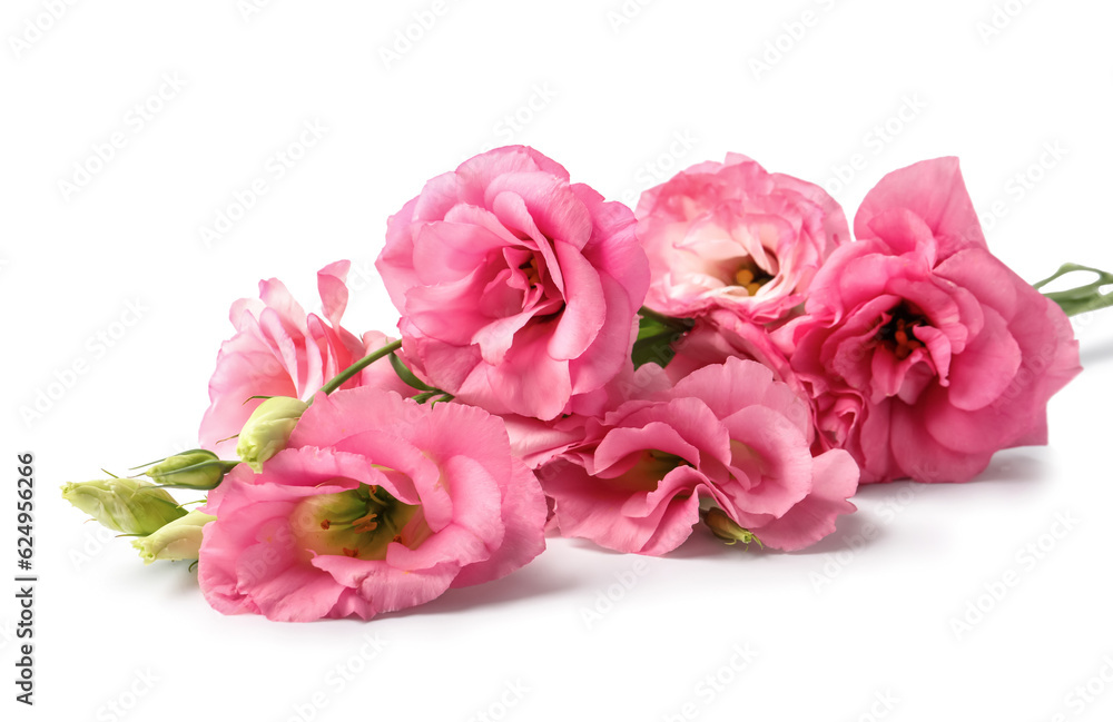 Beautiful pink eustoma flowers on white background