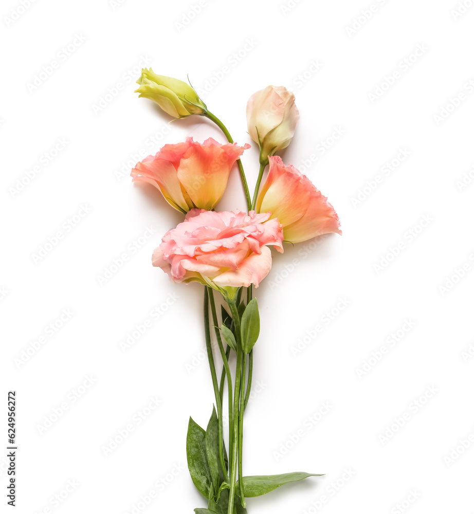 Beautiful pink eustoma flowers on white background