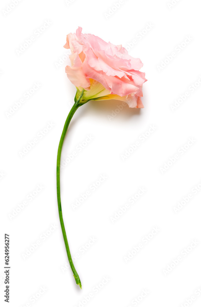 Beautiful pink eustoma flower on white background