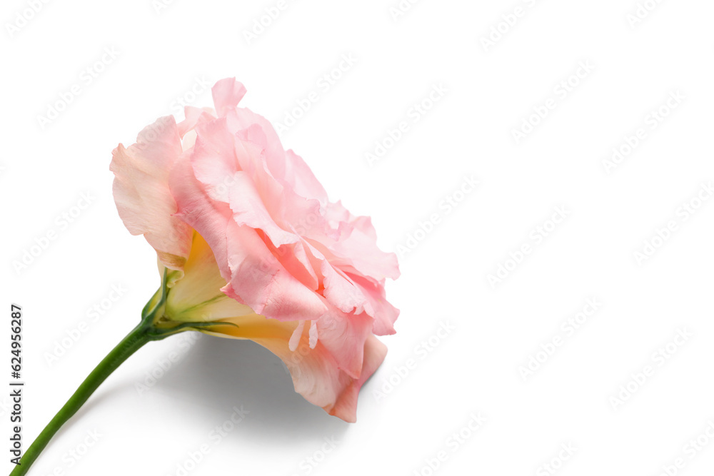 Beautiful pink eustoma flower on white background