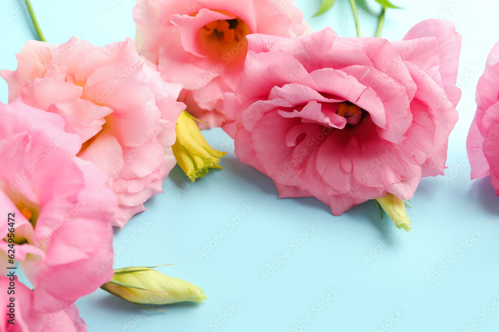 Beautiful pink eustoma flowers on blue background