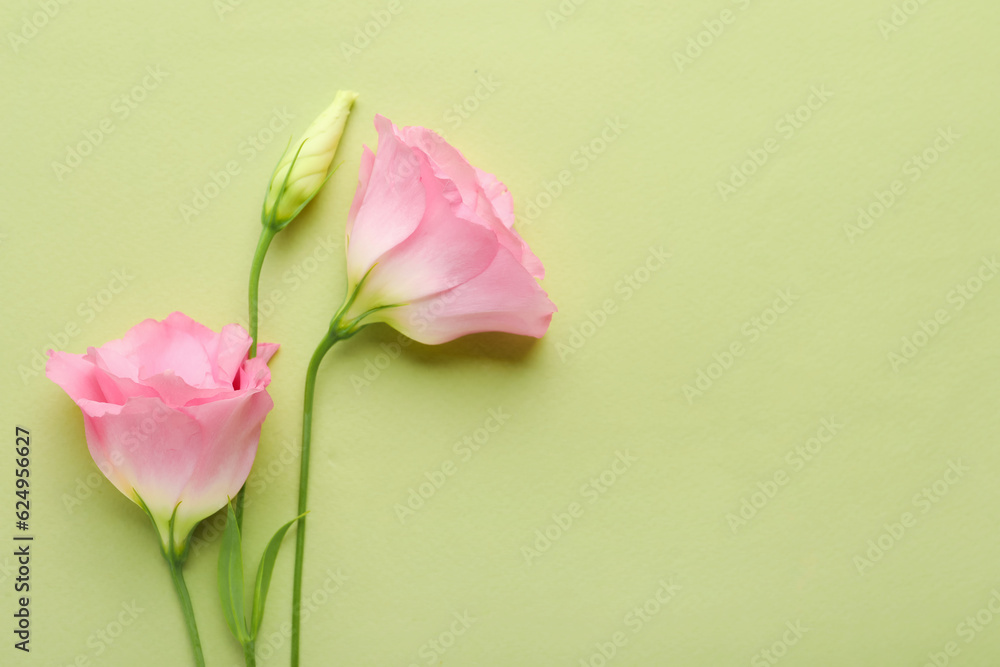 Beautiful pink eustoma flowers on green background