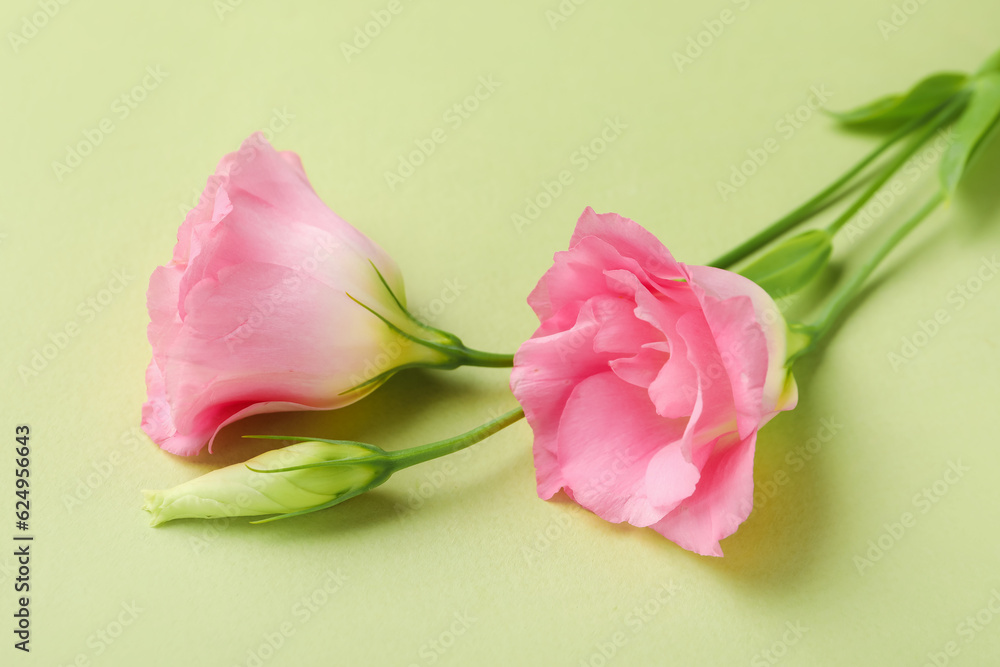 Beautiful pink eustoma flowers on green background