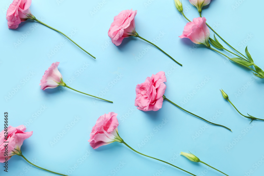 Beautiful pink eustoma flowers on blue background