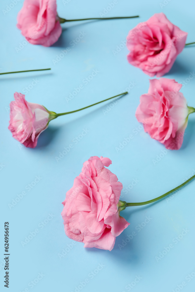 Beautiful pink eustoma flowers on blue background