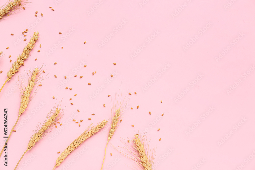 Wheat ears and grains on pink background