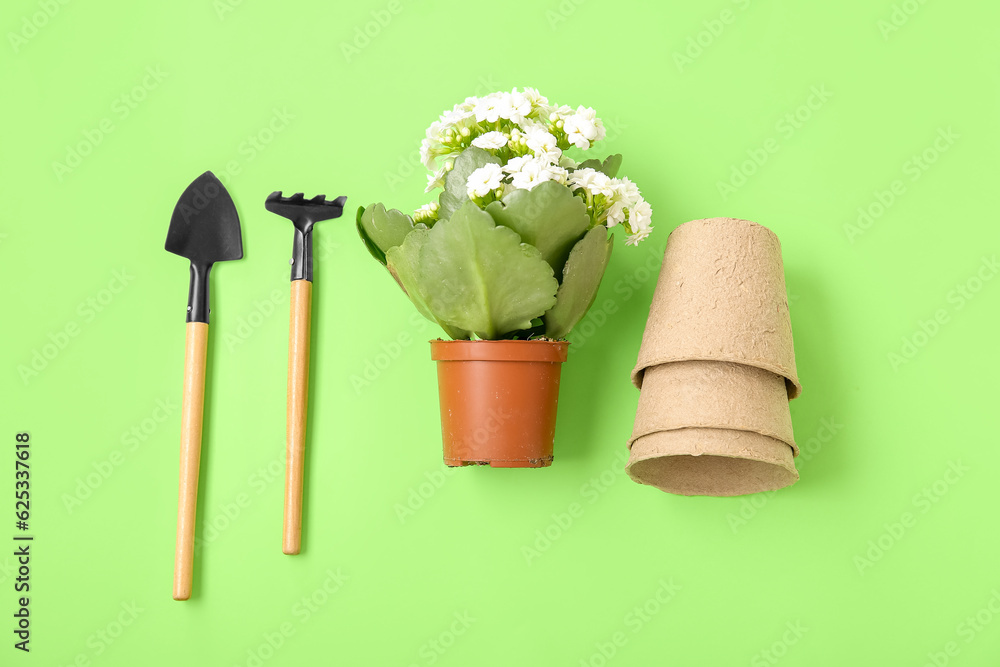 Pots with plant, shovel and rake on green background