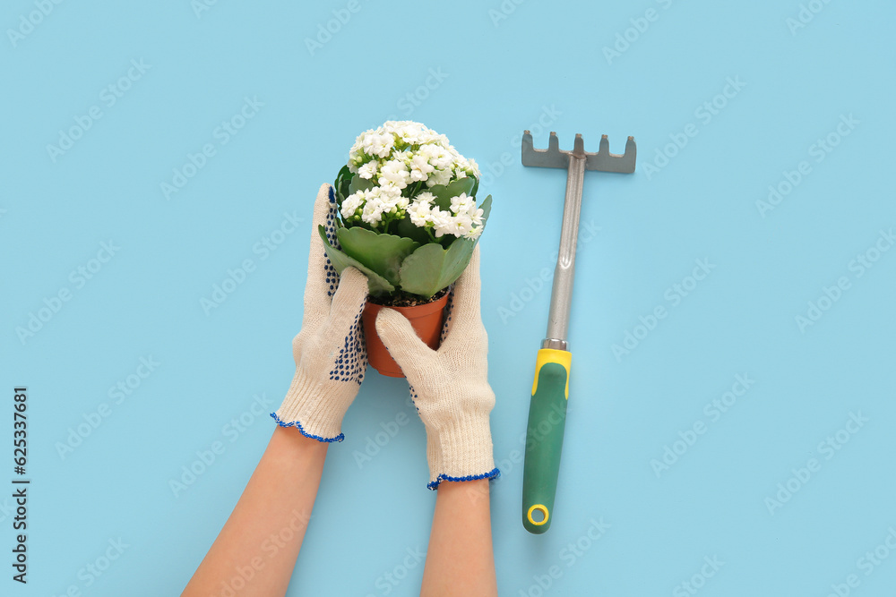 Woman holding pot with plant and rake on blue background