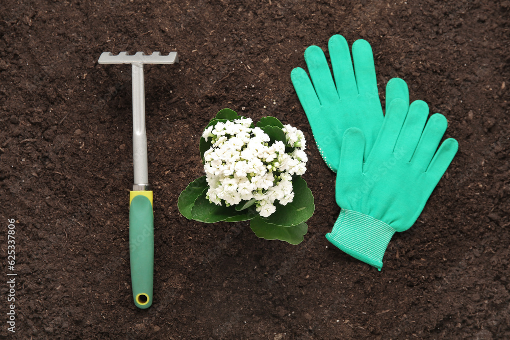 Beautiful plant, gloves and rake in garden