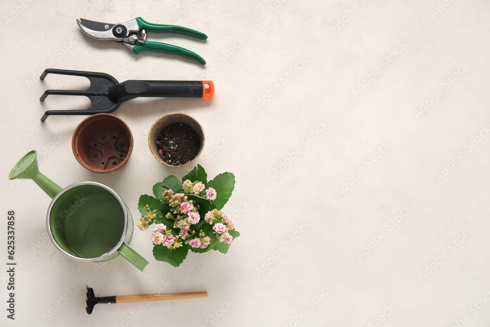 Different gardening tools and plant on light background