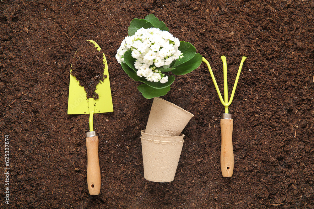 Different gardening tools and plant in garden