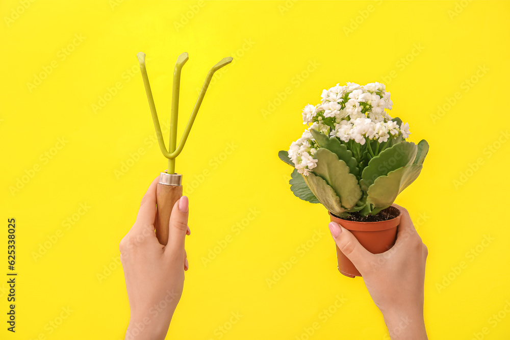 Woman with gardening rake and plant on yellow background