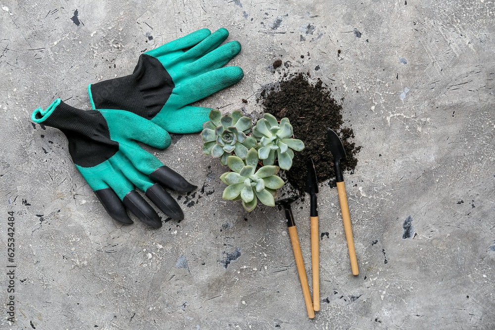 Gardening tools, succulent plants and soil on grey background