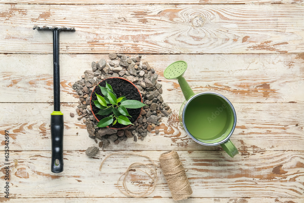 Gardening rake, plant in pot and watering can on white wooden background