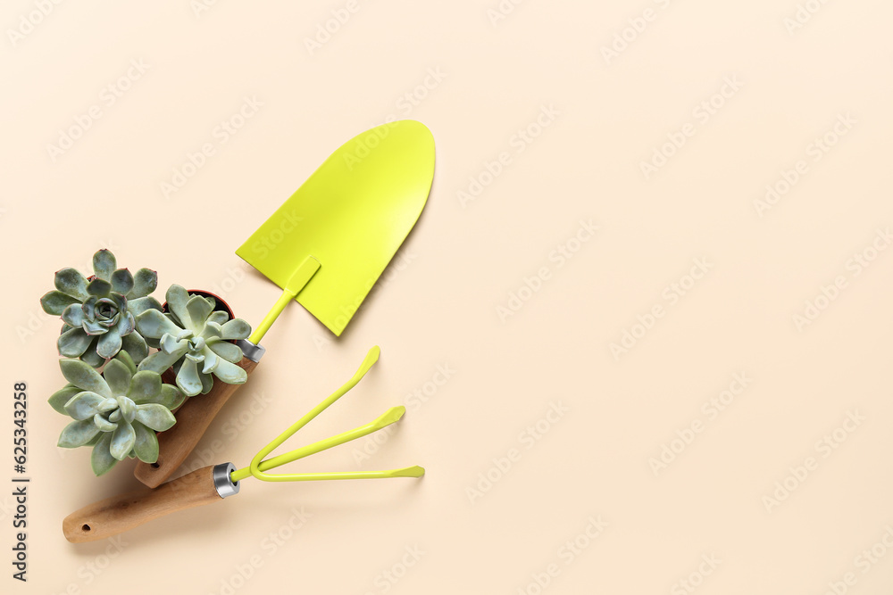 Gardening tools on and succulent plants on beige background