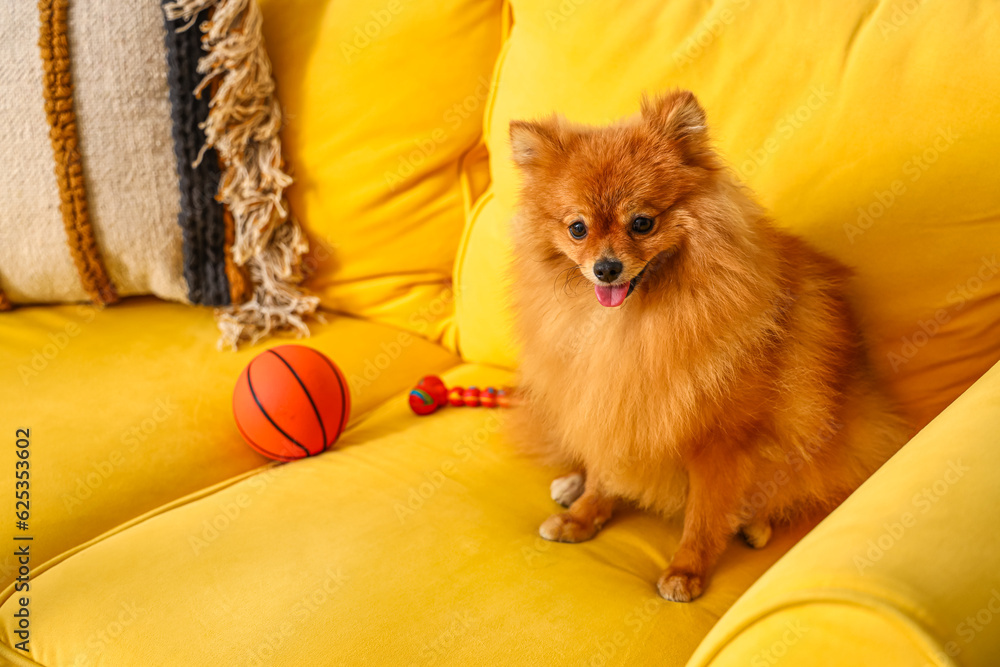 Cute Pomeranian dog on sofa at home