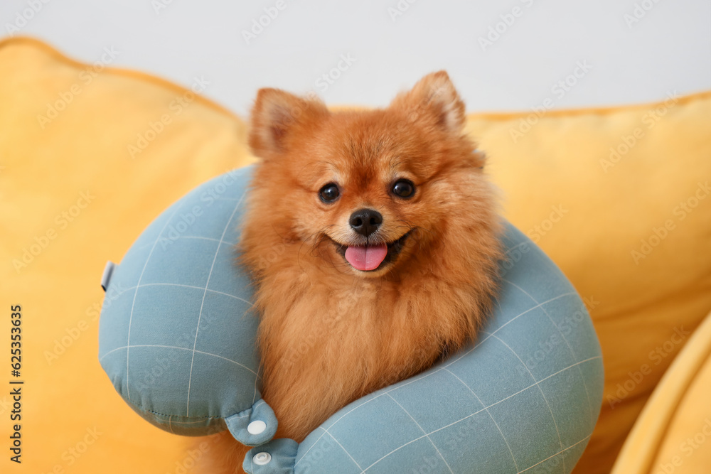 Cute Pomeranian dog with neck pillow on sofa at home, closeup