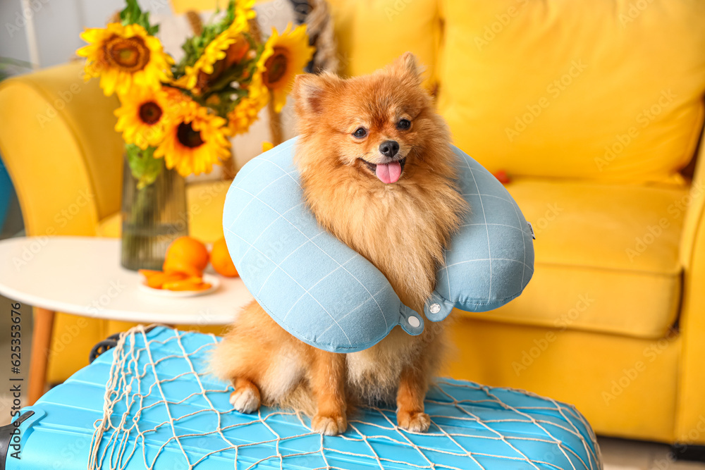 Cute Pomeranian dog with neck pillow on suitcase at home