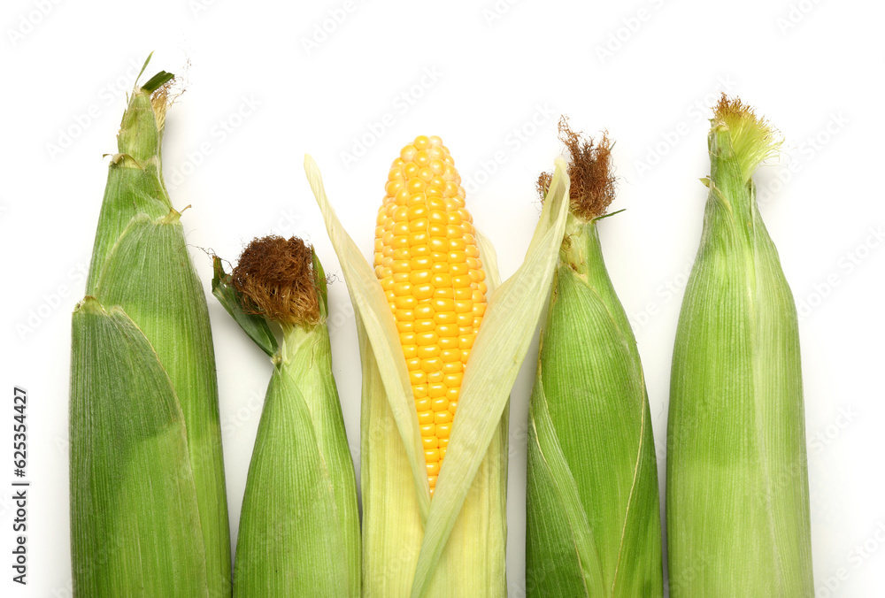 Fresh corn cobs on white background