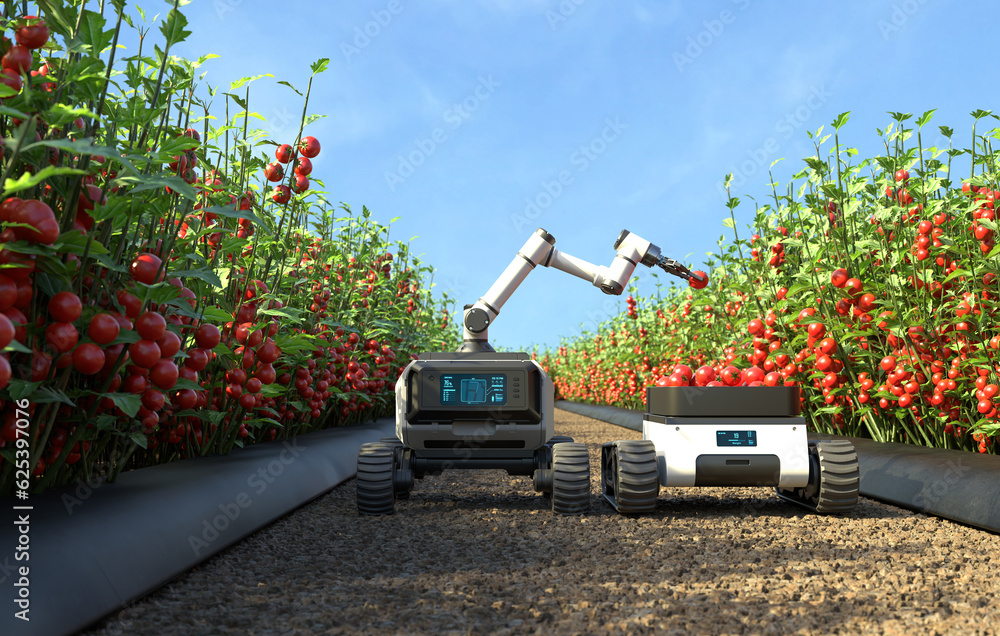 Robot is picking tomatoes in a tomato garden, Agricultural robots work in smart farms, Smart agricul