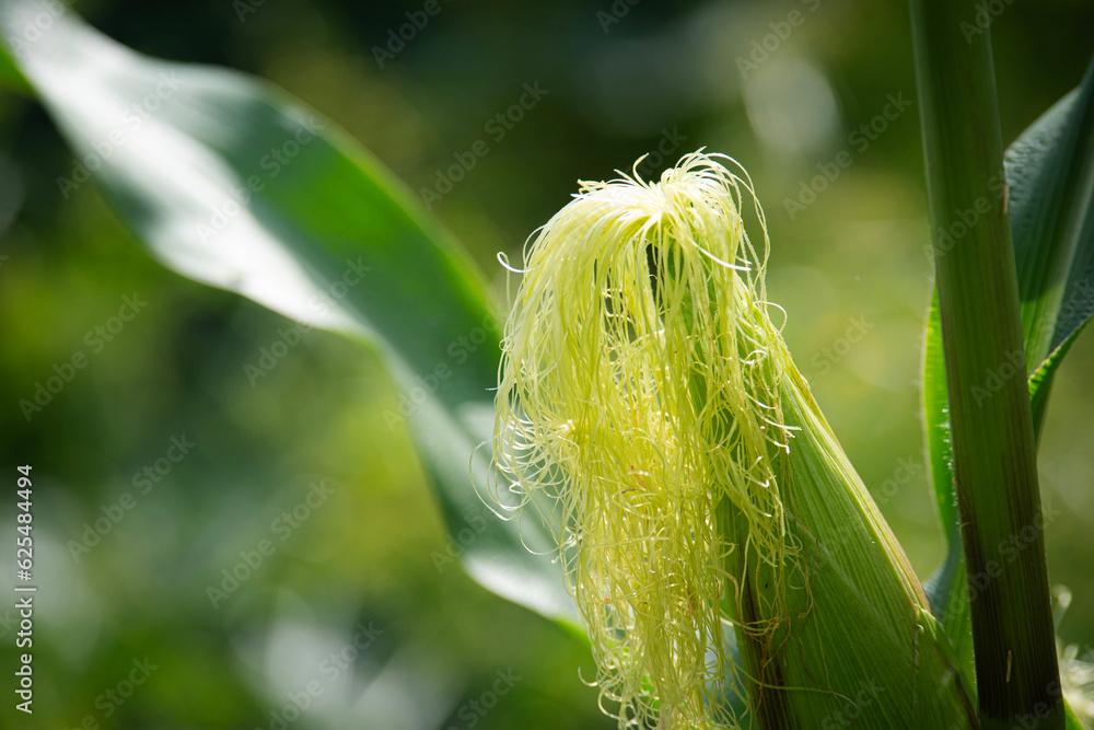 corn flowers growing , young corn in the garden, herbs, organic vegetables