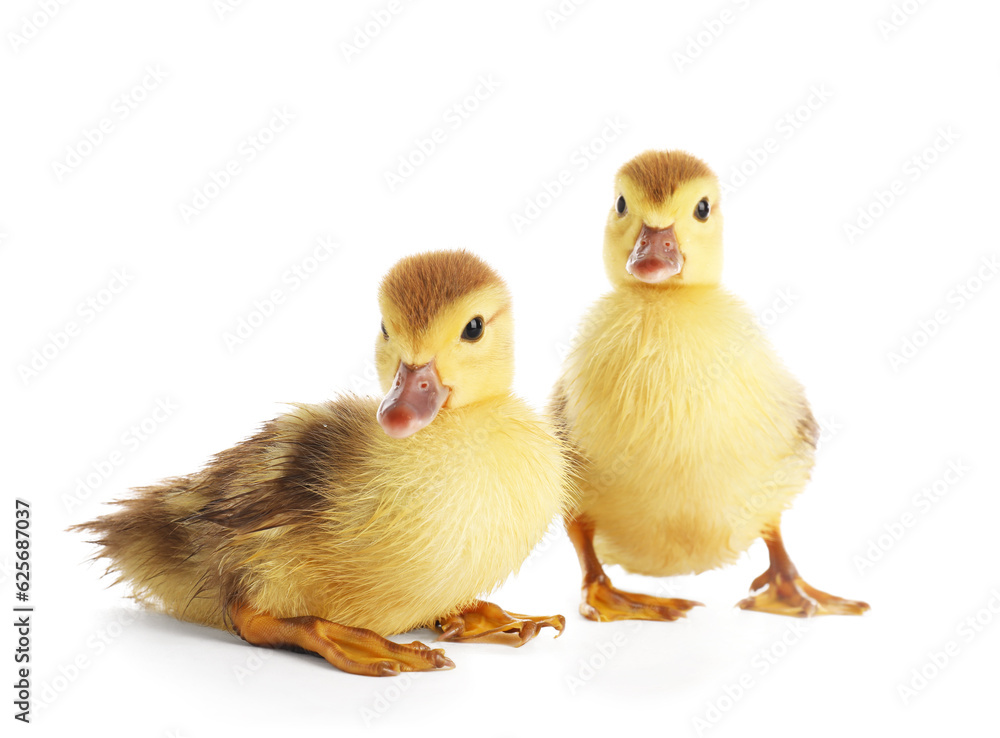 Cute ducklings on white background