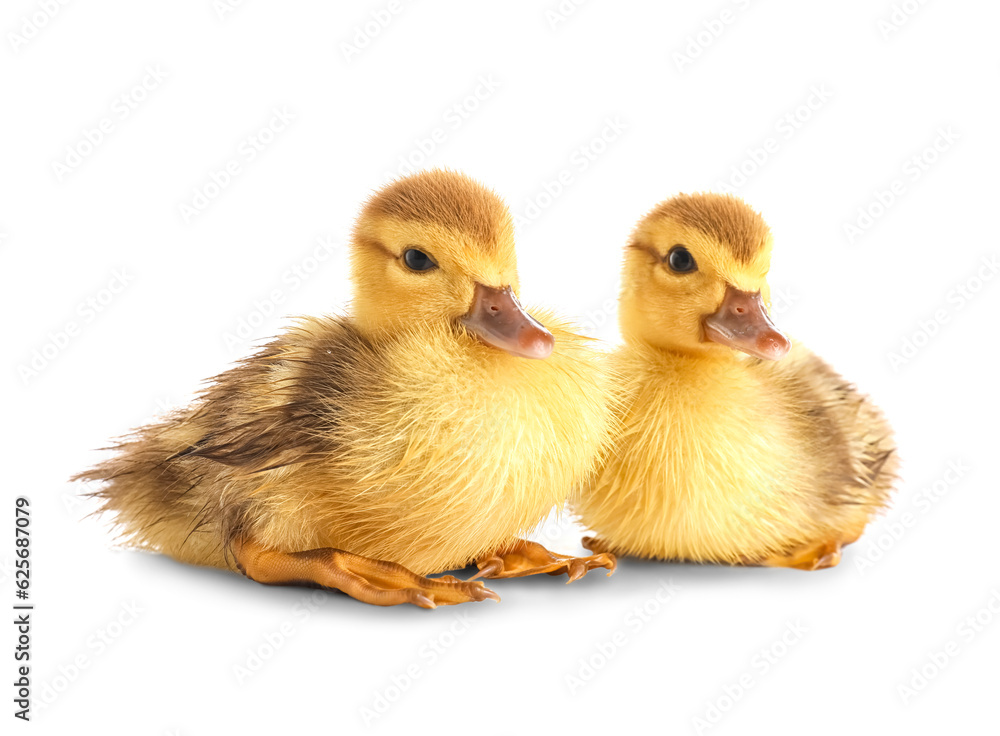 Cute ducklings on white background