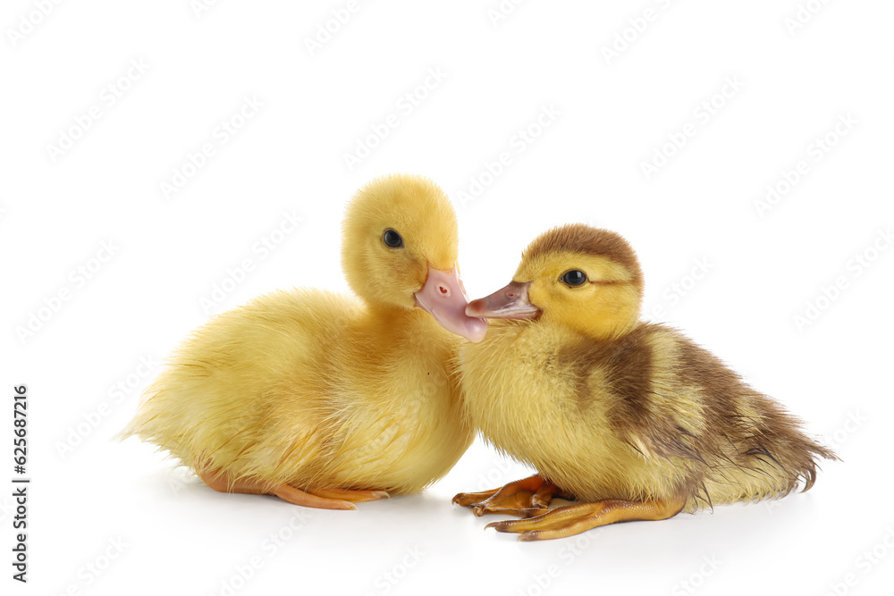 Cute ducklings on white background