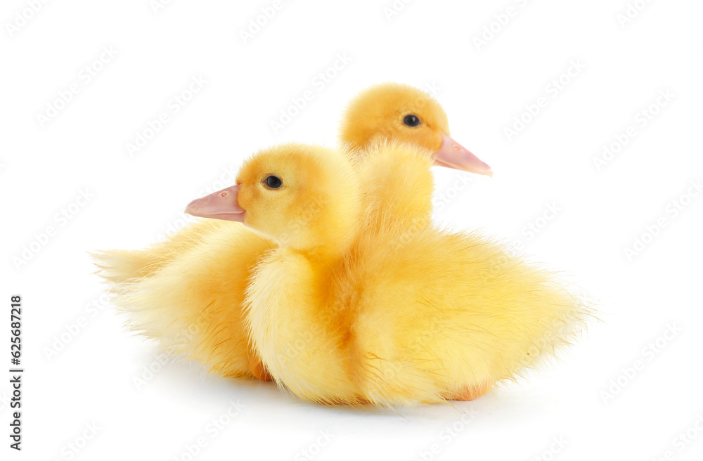 Cute ducklings on white background