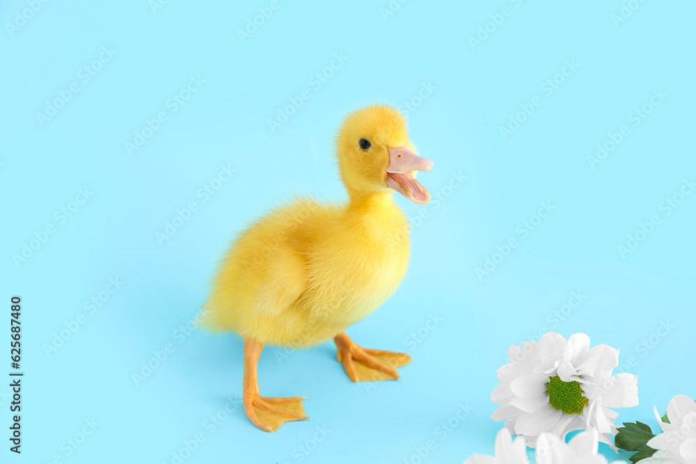 Cute duckling and chamomile flowers on blue background