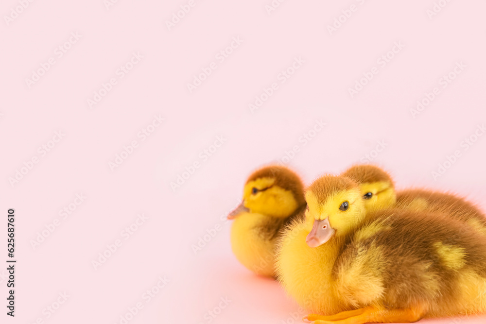 Cute ducklings on pink background