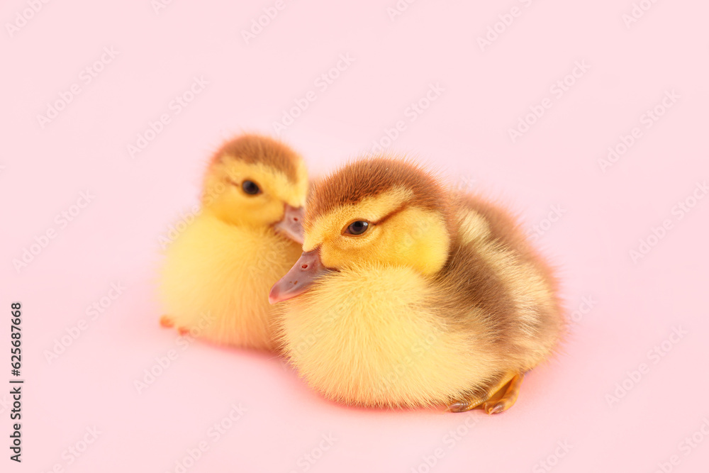 Cute ducklings on pink background