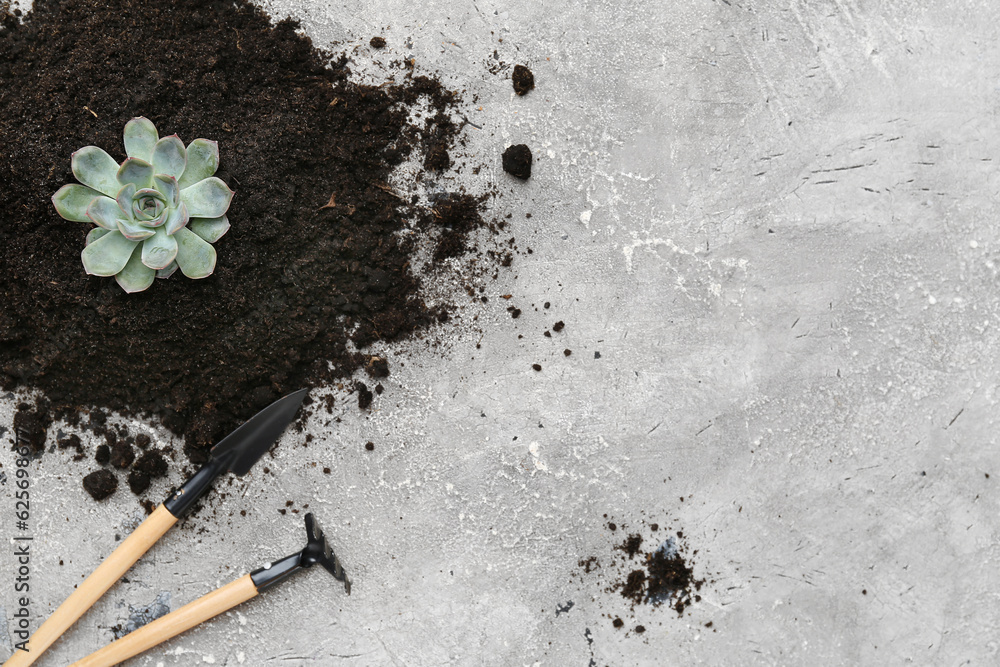 Gardening tools and succulent plant in soil on grey background