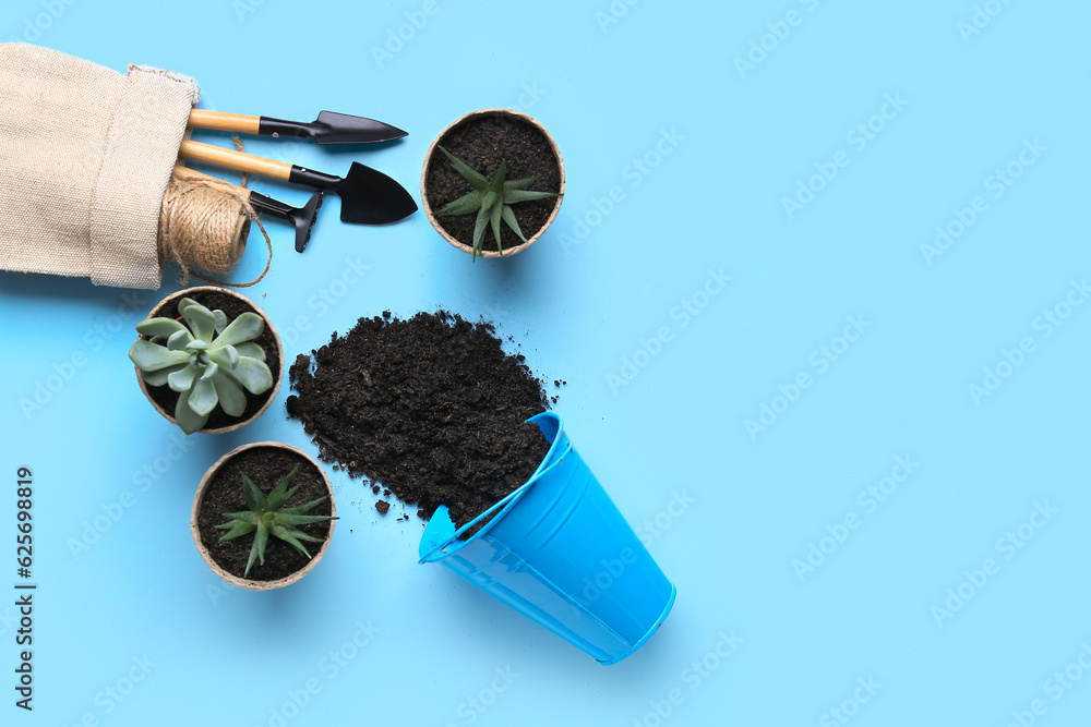 Gardening tools, succulent plants and bucket with soil on blue background