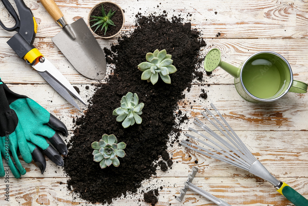 Gardening tools and succulent plants in soil on white wooden background