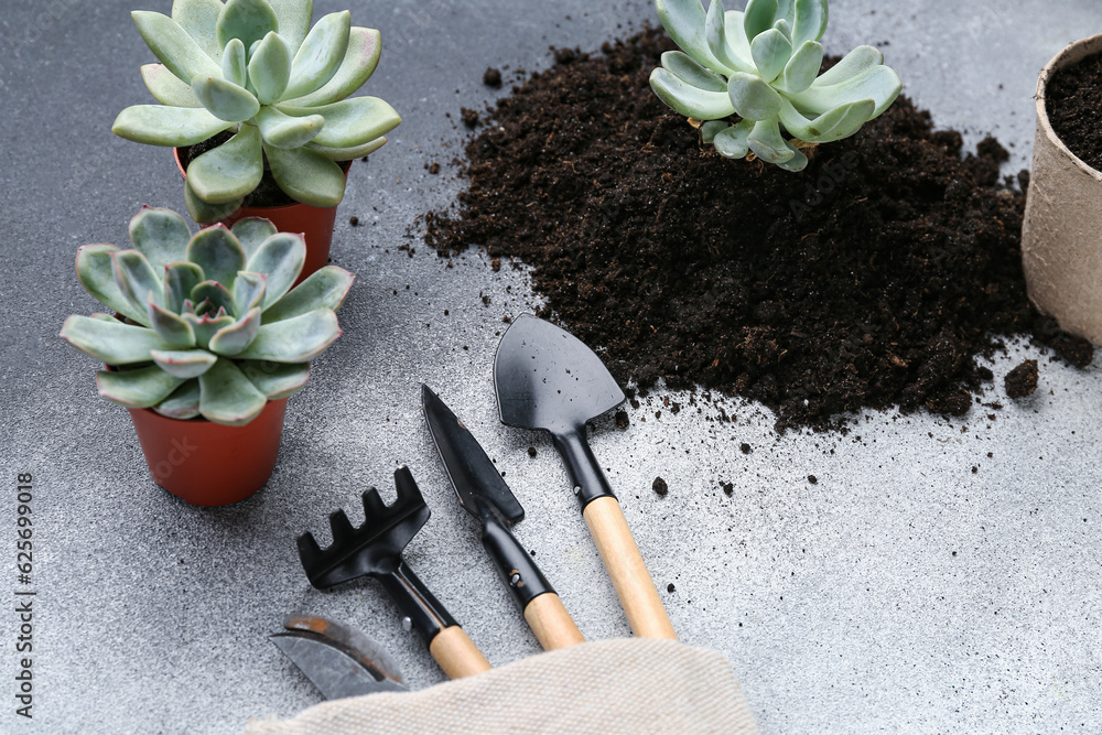 Gardening tools, succulent plants and soil on grey background