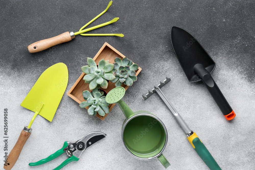 Gardening tools and succulent plants on grey background