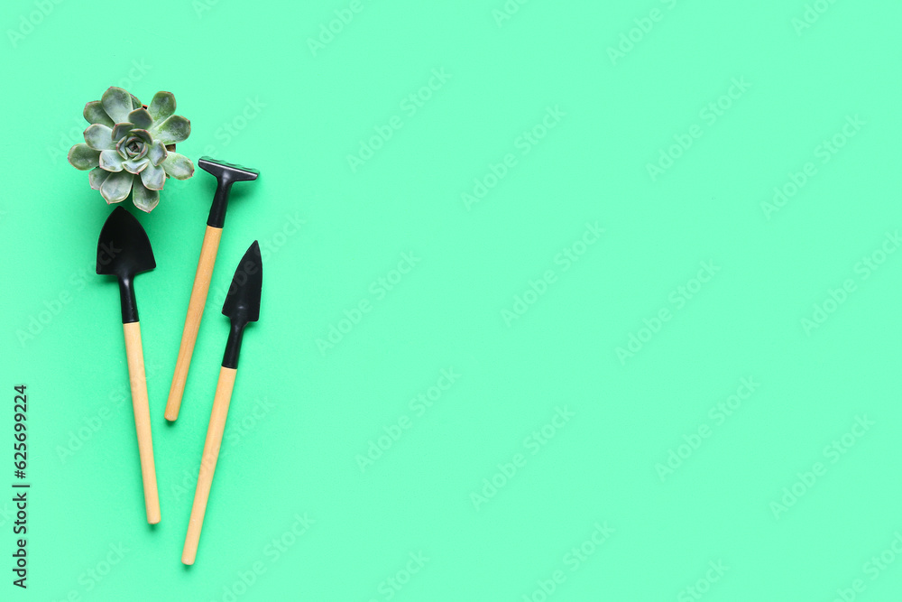 Gardening tools and succulent plant on green background