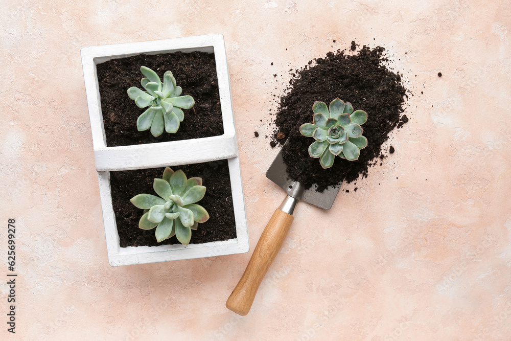 Shovel with soil and succulent plants on beige background