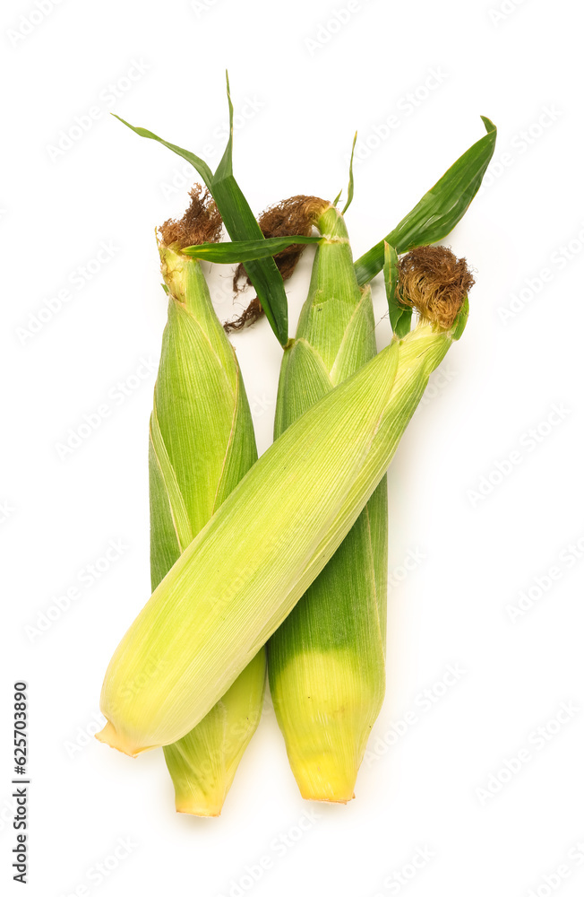 Fresh corn cobs on white background