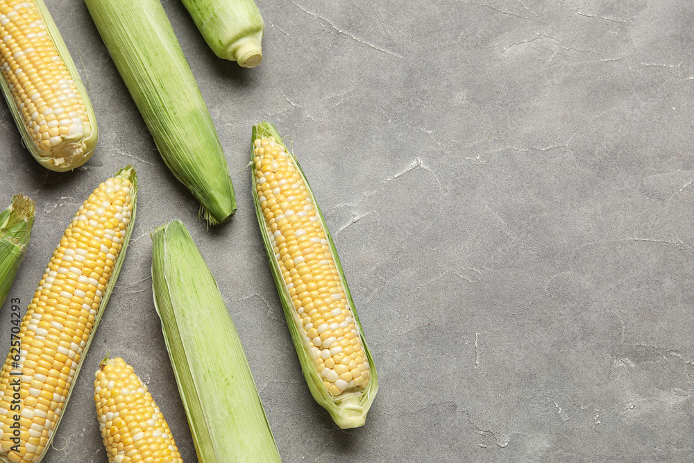 Fresh corn cobs on grey background