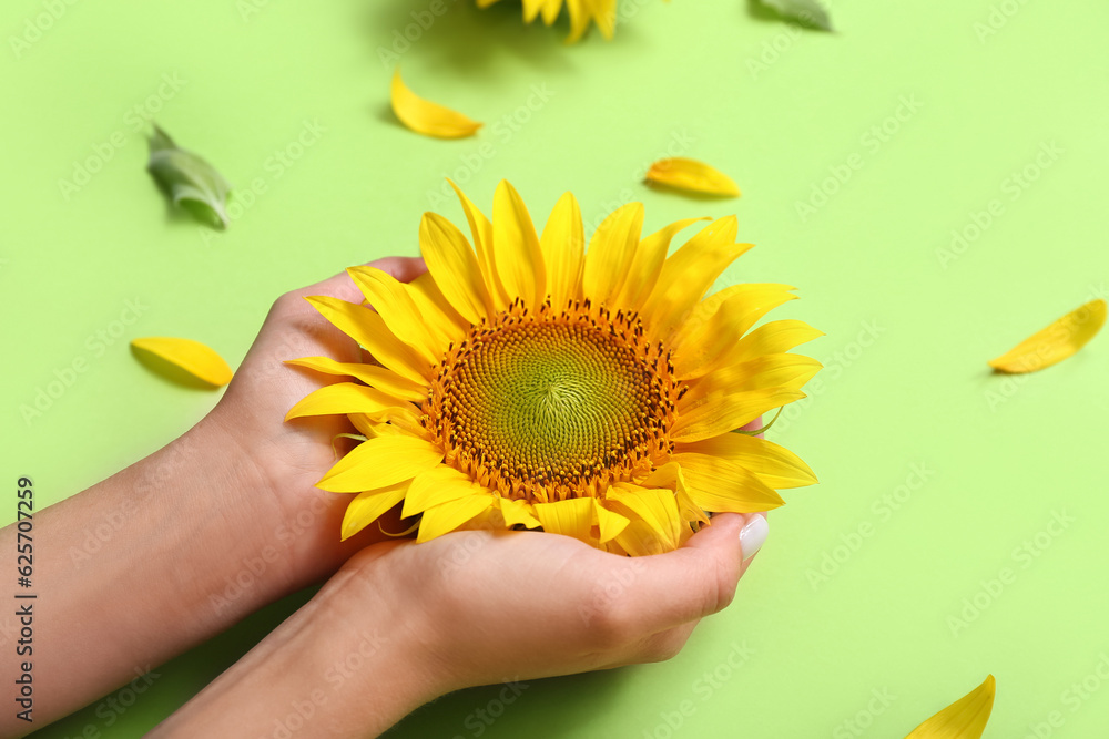 Woman with sunflower on green background, closeup