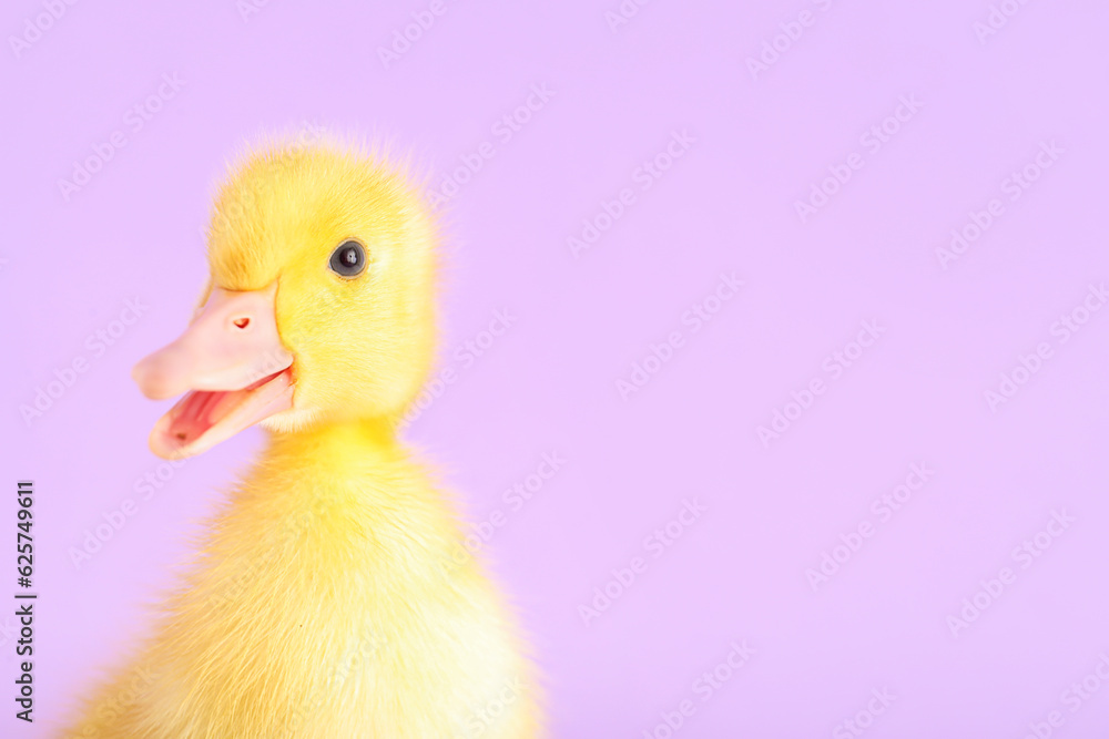 Cute duckling on lilac background