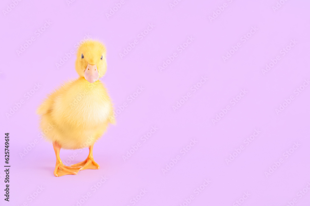 Cute duckling on lilac background