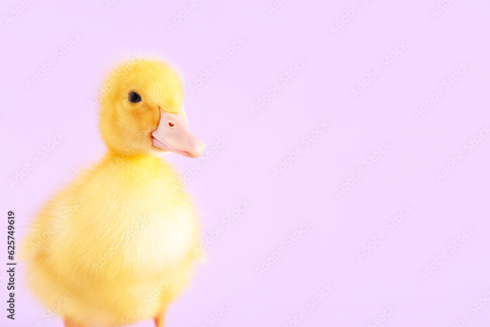 Cute duckling on lilac background