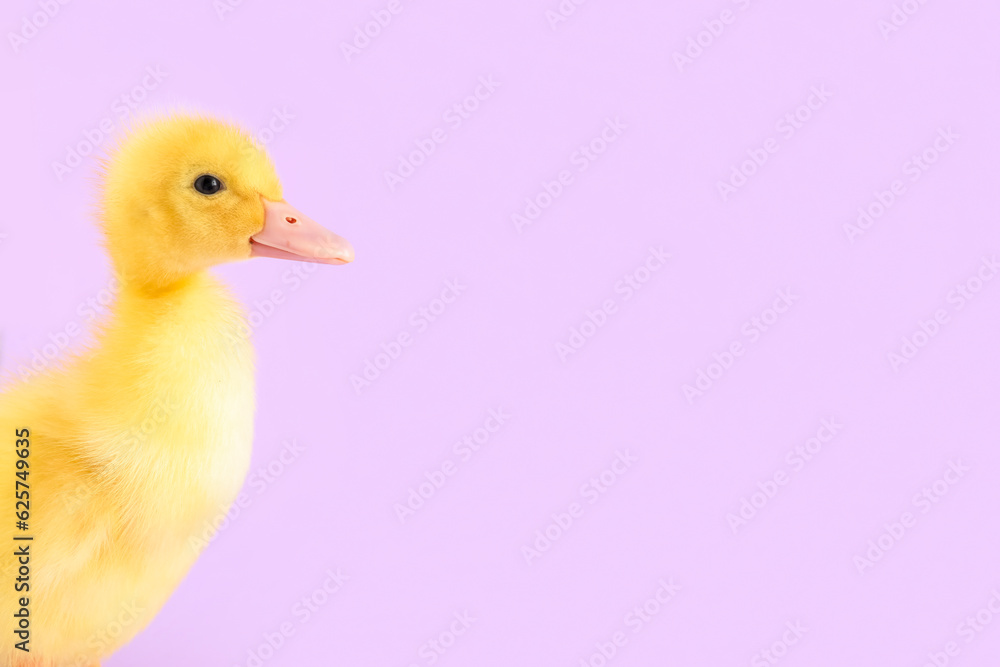 Cute duckling on lilac background