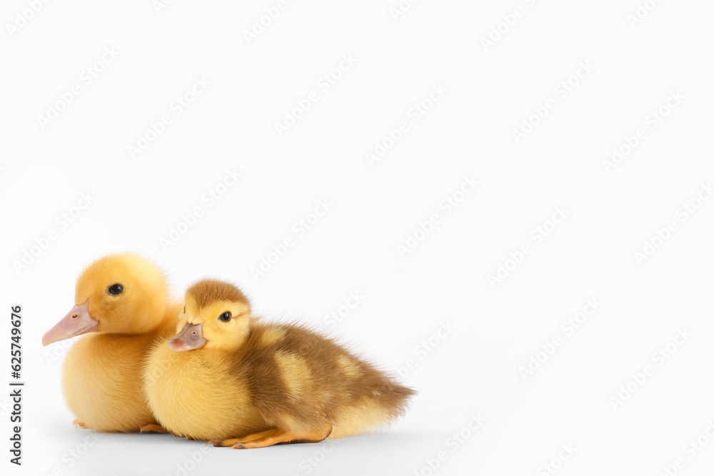 Cute ducklings on white background