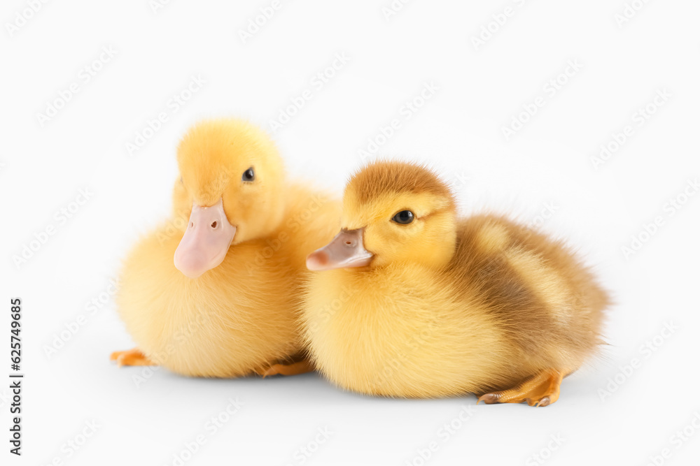 Cute ducklings on white background