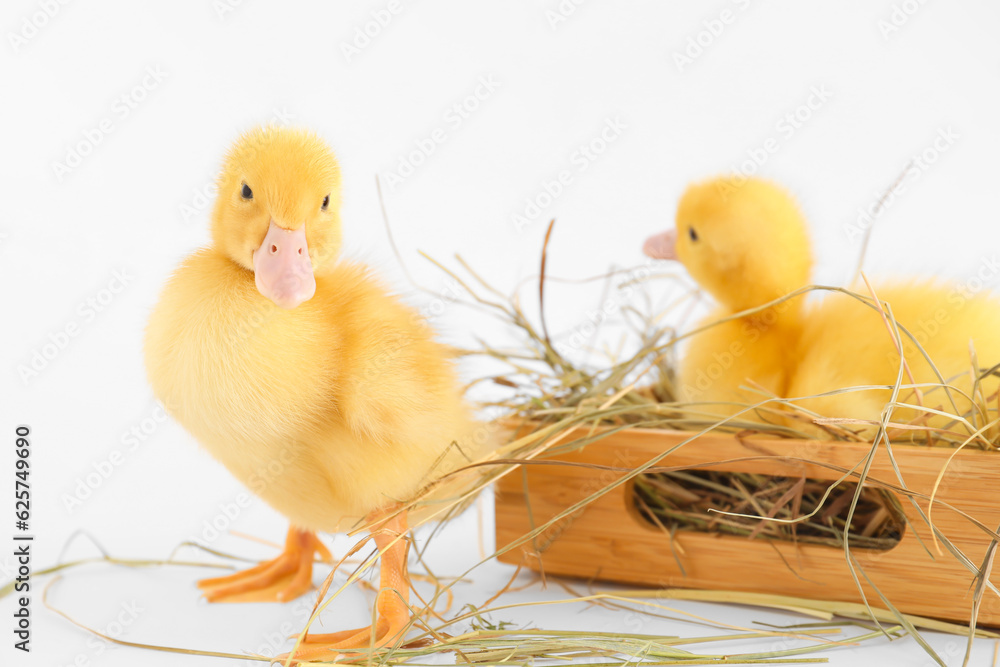 Wooden box with cute ducklings on white background